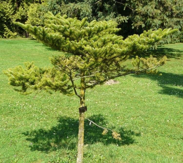 Abete giapponese 2
