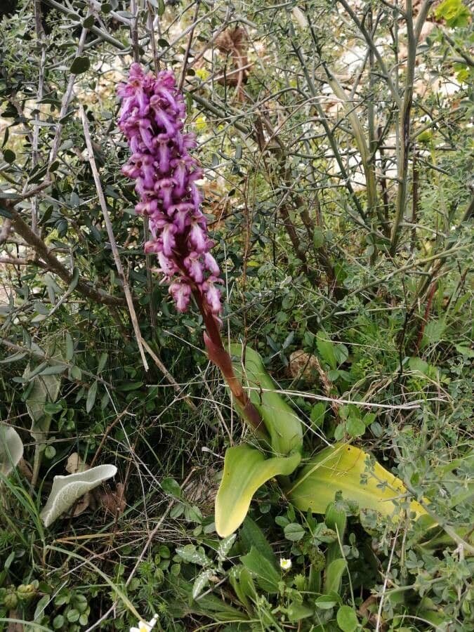 Orchis géant 30