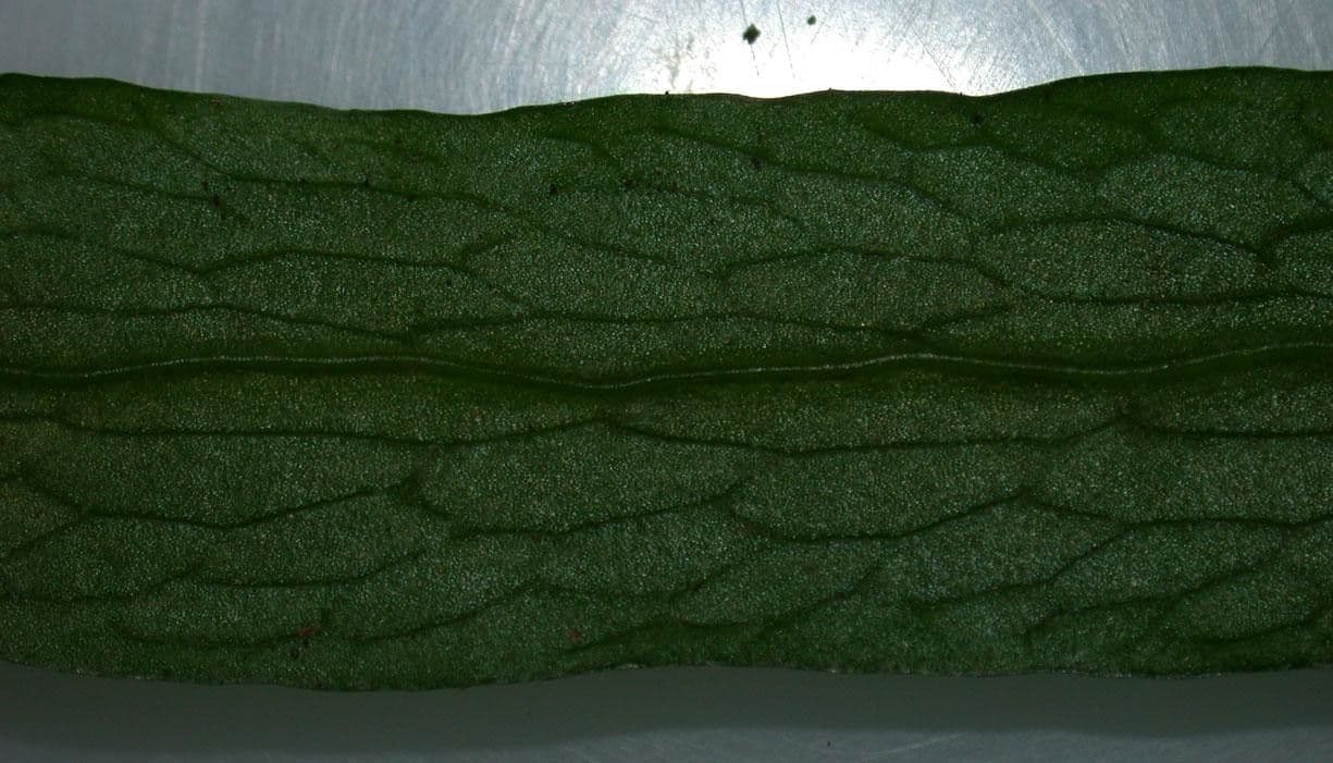 Polytaenium 2