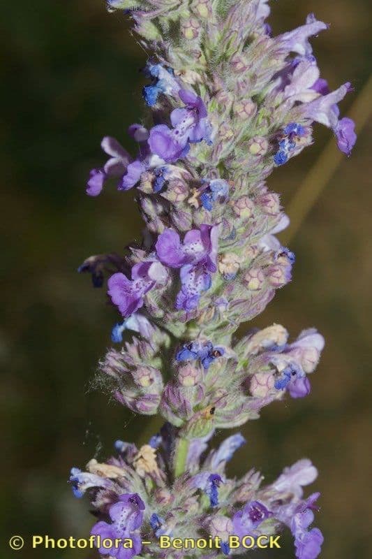 Erba gatta 4