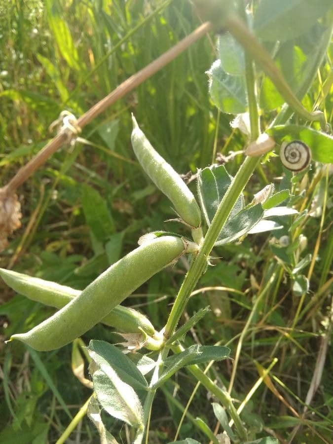 Vicia hybrida 3