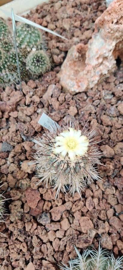 Copiapoa
