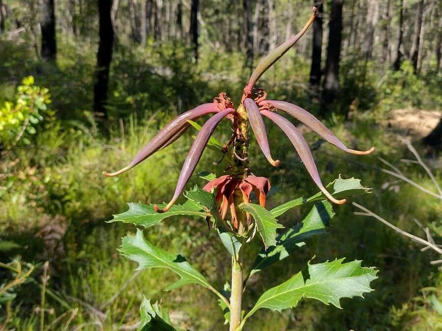 Telopea speciosissima