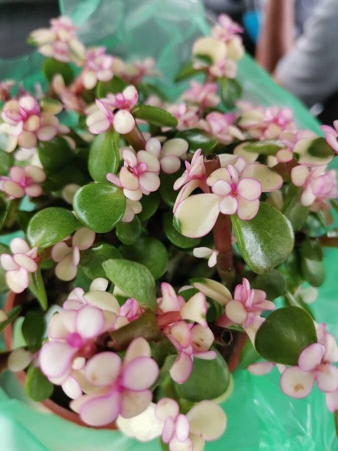 Portulacaria afra 9