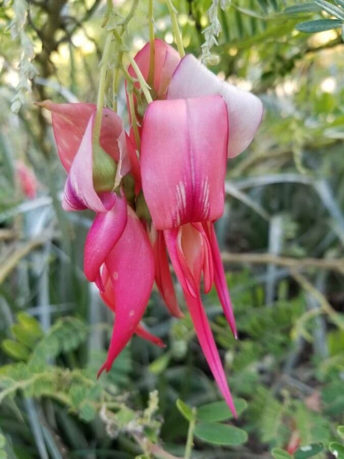 Clianthus 2