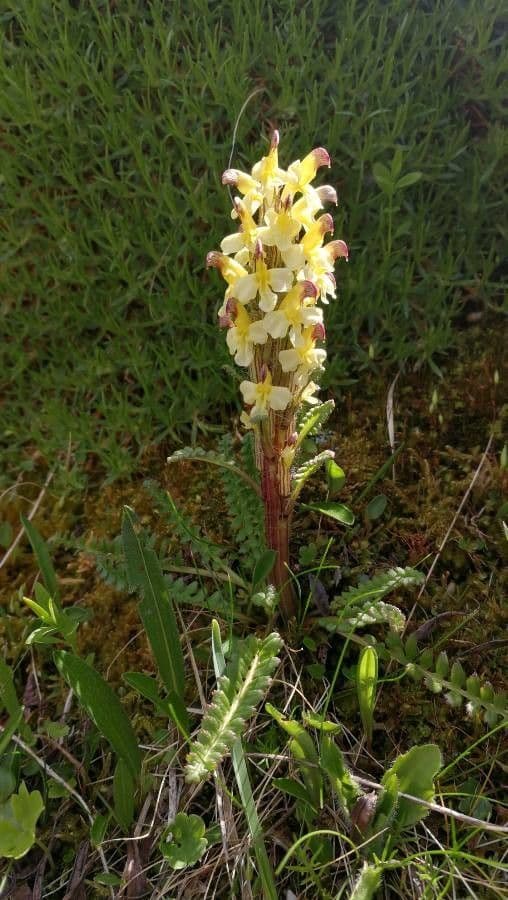 Pedicularis di Oeder 2