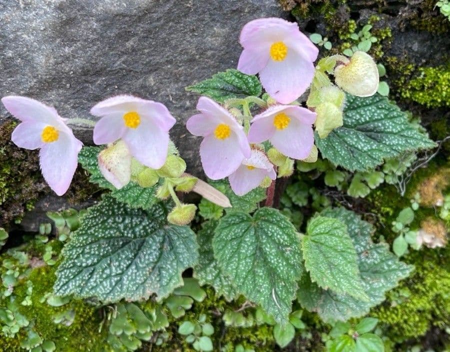 Begonia formosana 11