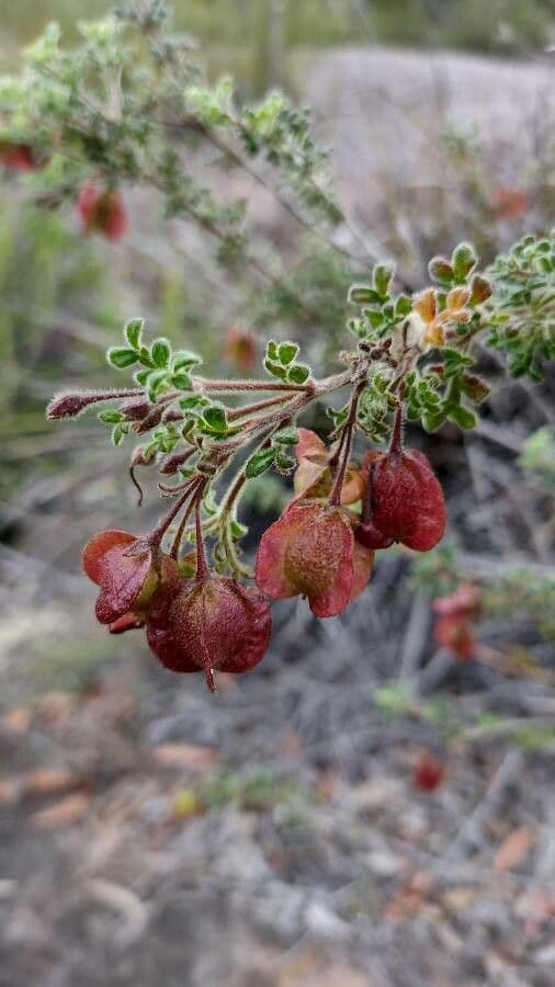 Dodonaea