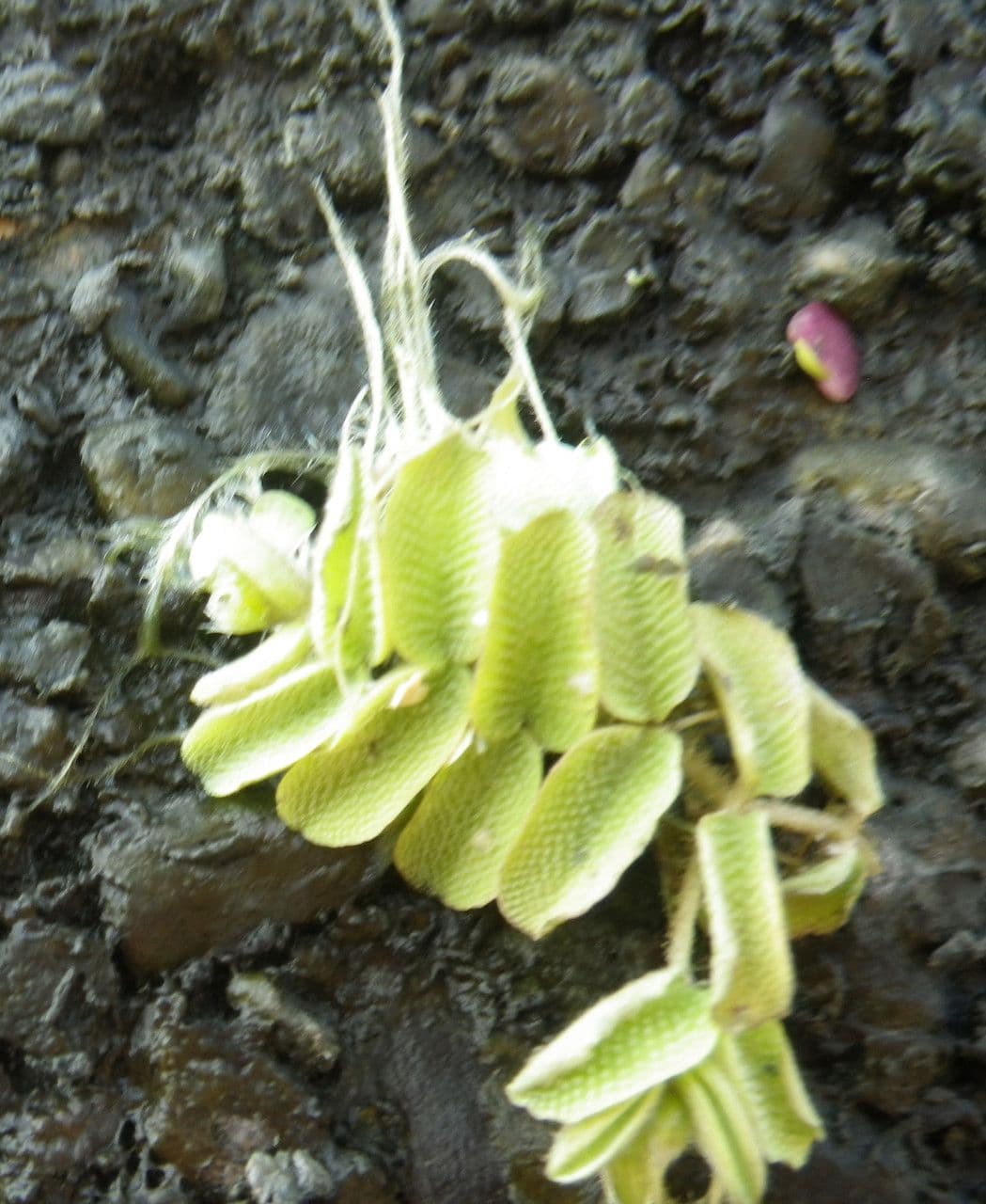 Salvinia natans 9
