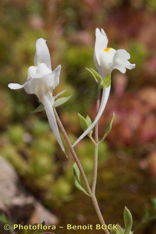 Linaria reflexa 12