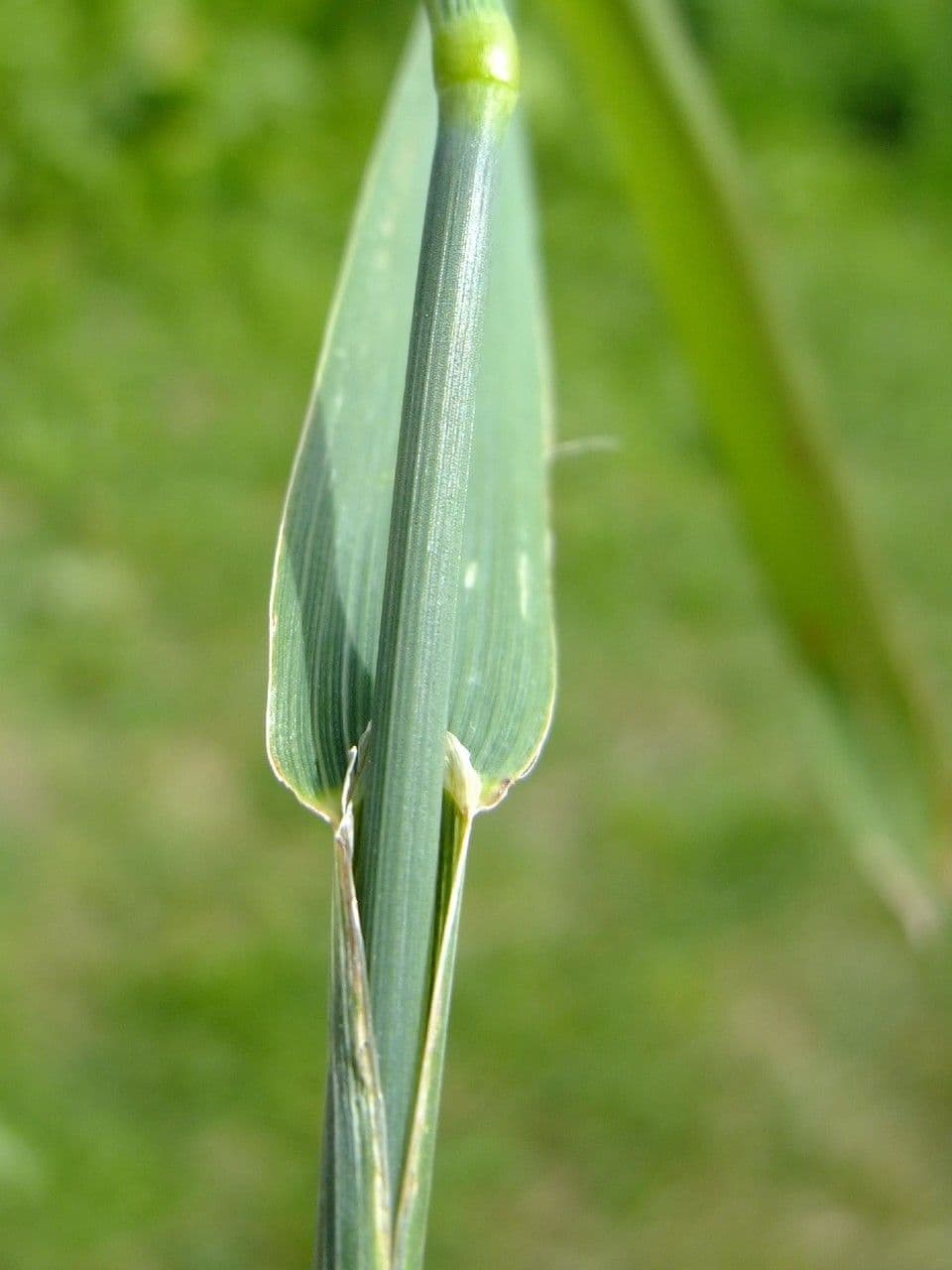 Codolina 21