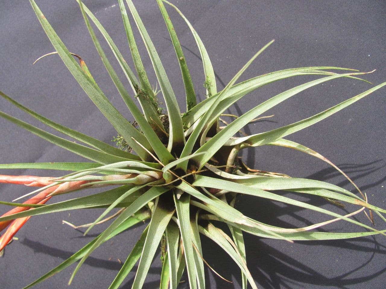 Tillandsia 5