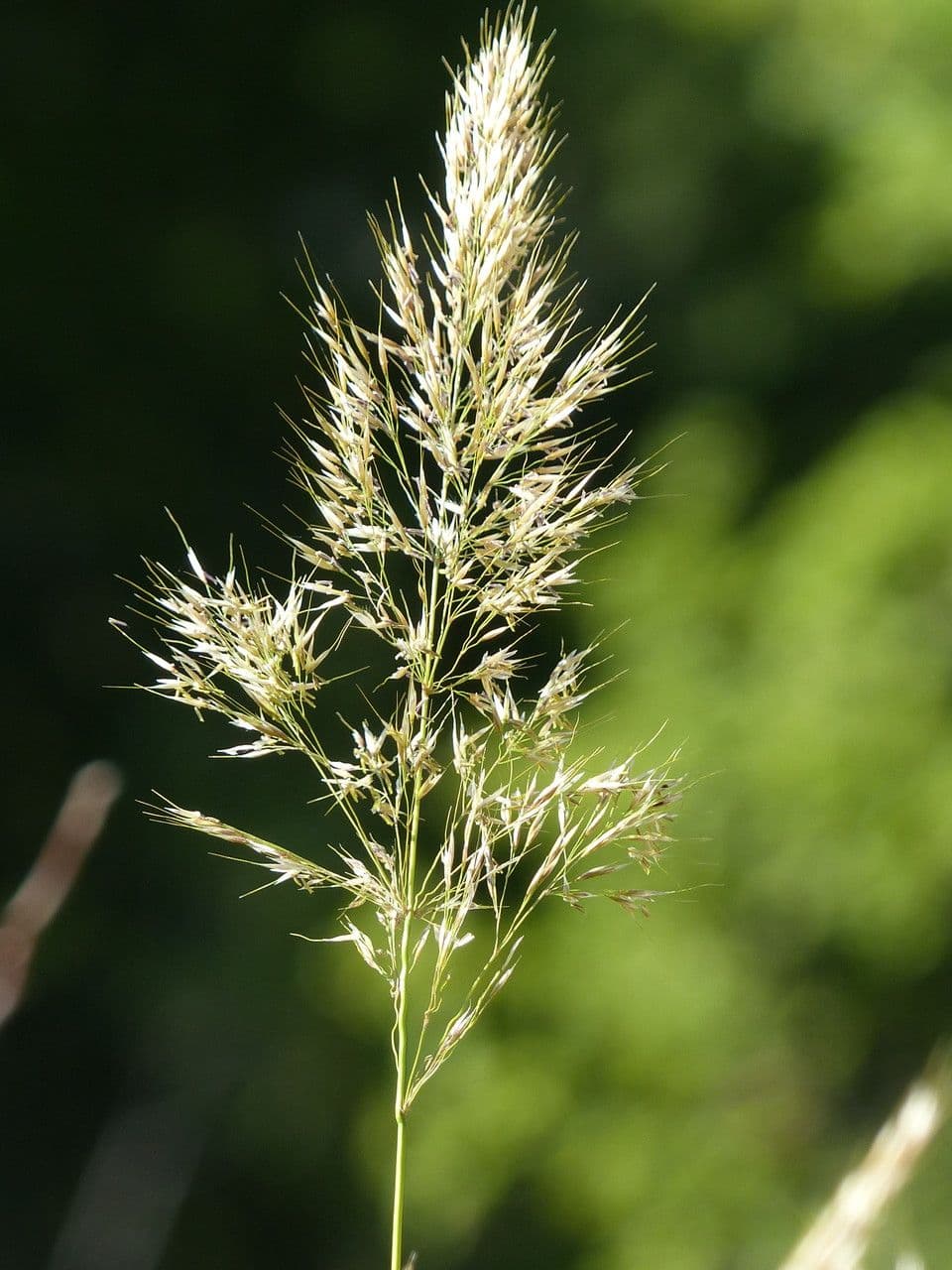 Triseto giallastro 10