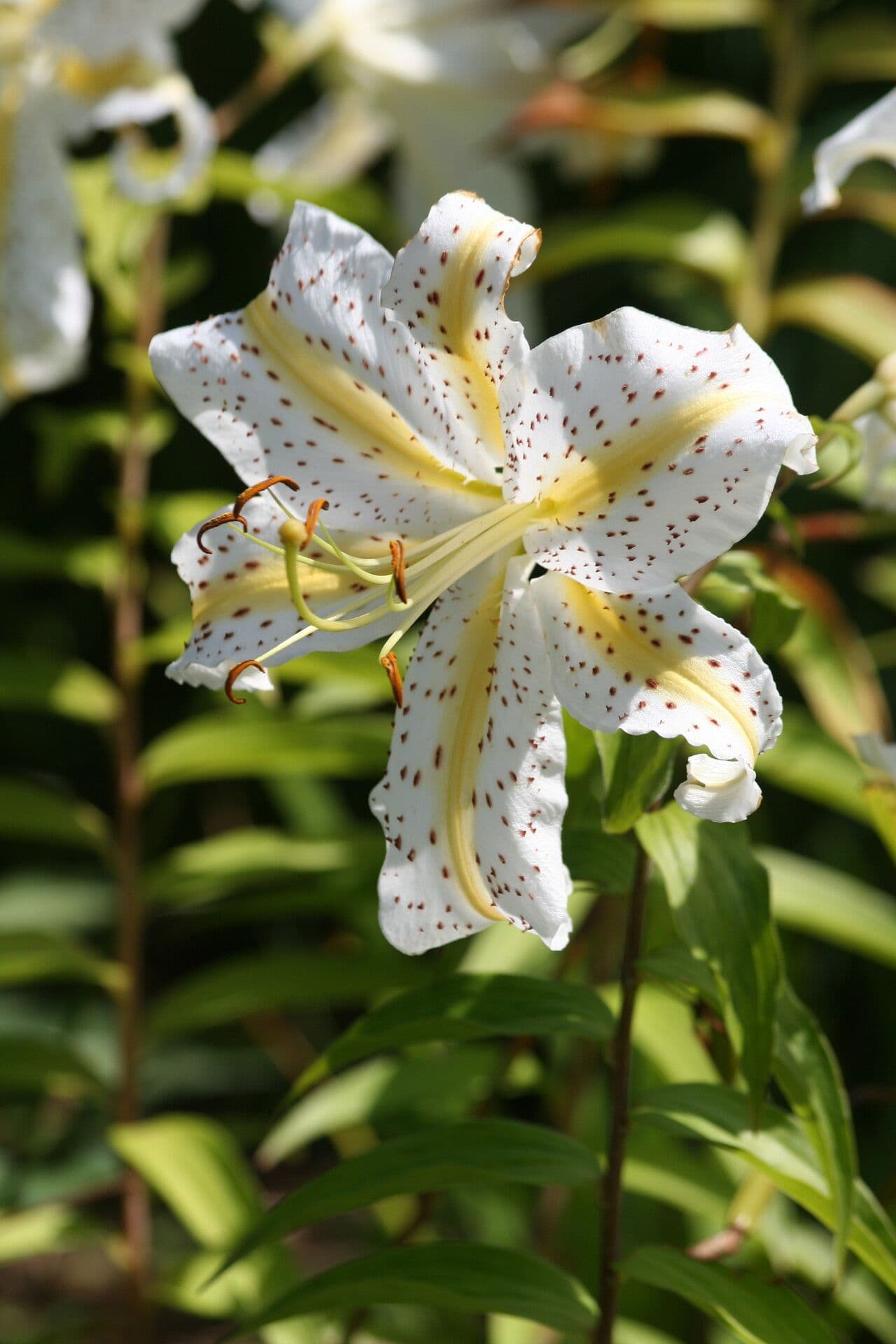 Lis auratum 4