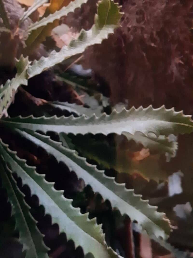 Banksia 3
