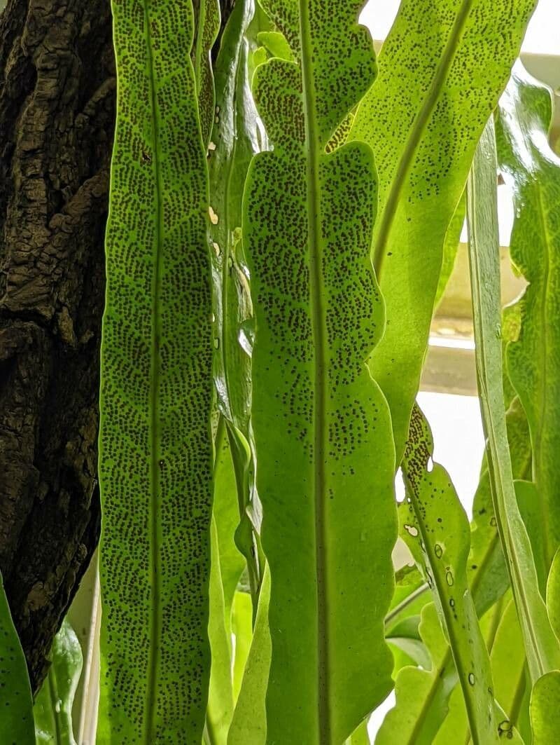 Microsorum puncté 3
