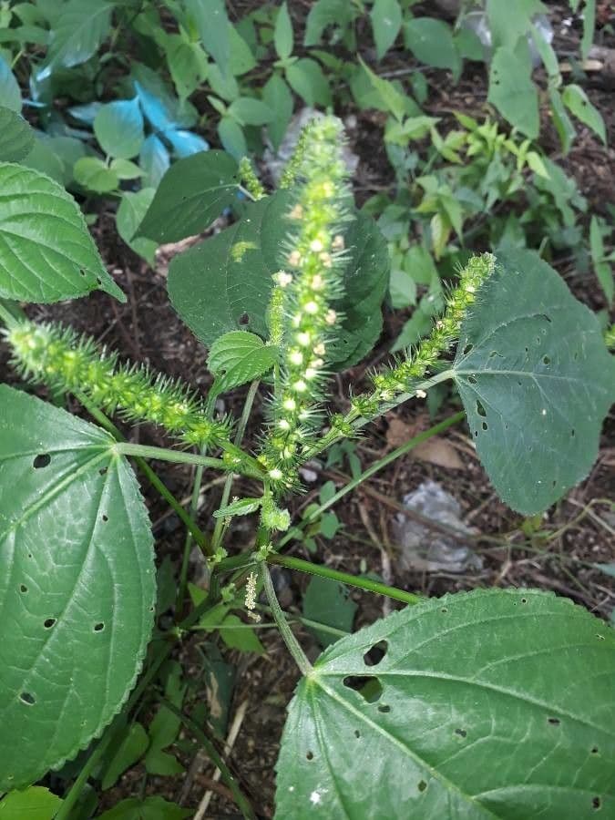 Acalypha 5