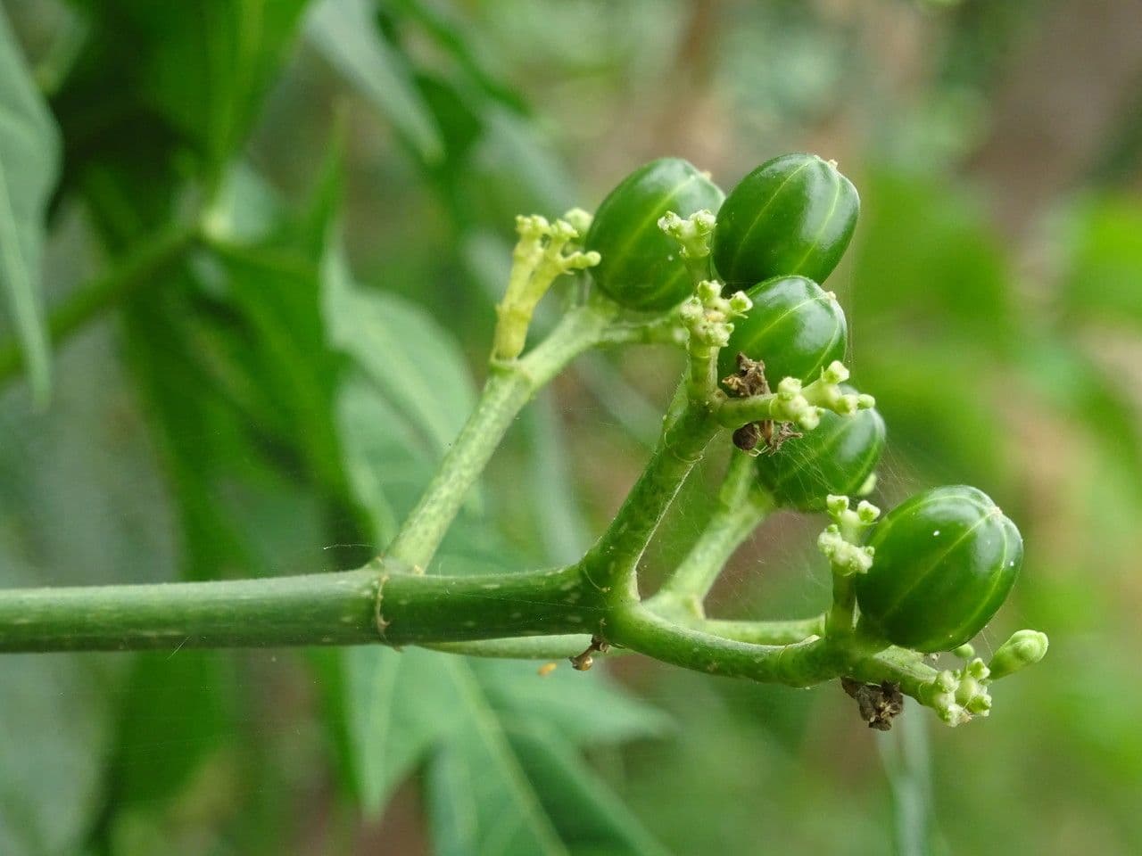 Chaya 5