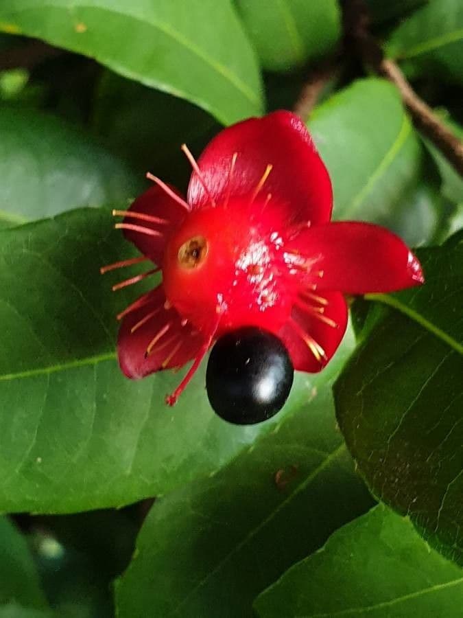 Ochna serrulata 3