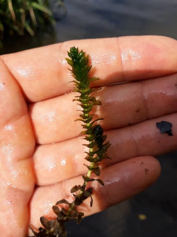 Elodea de Canadá 19