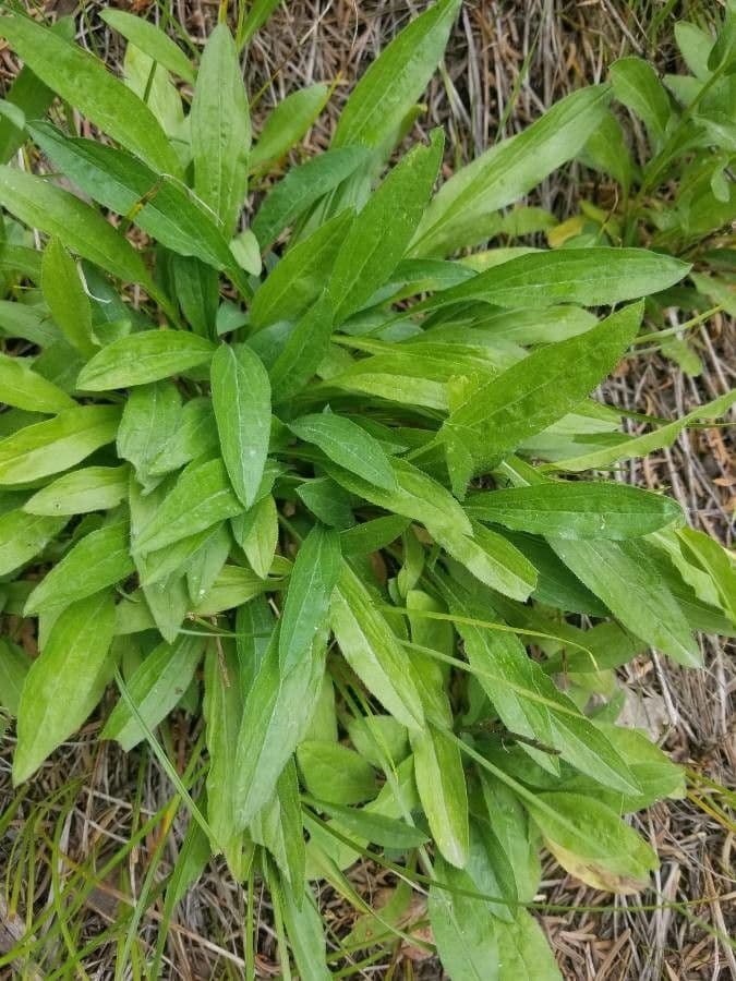 Fleabane piękny 15