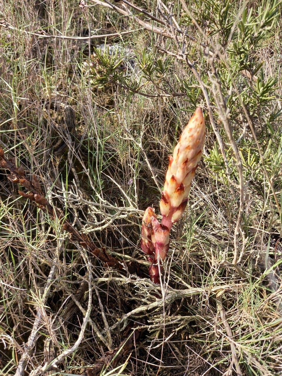 Orobanche a squame larghe 13