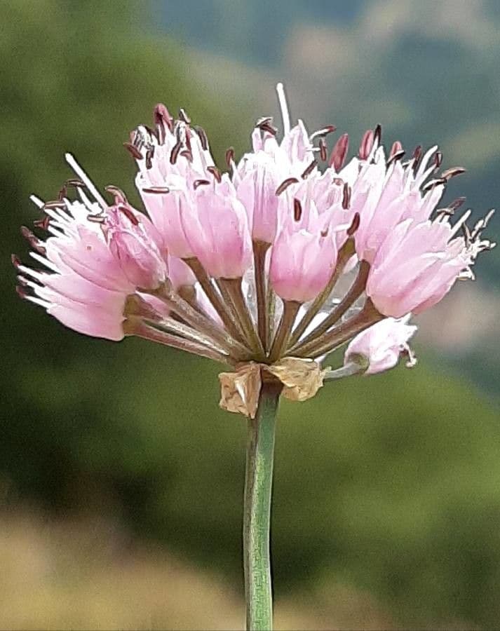 Aglio portoghese 8
