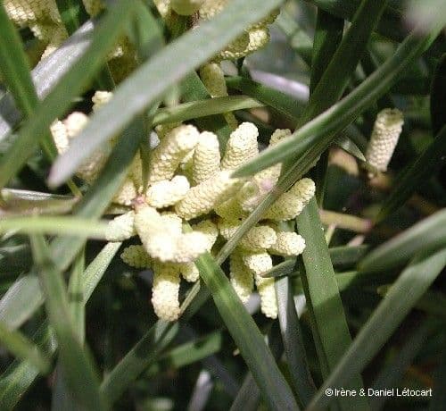 Podocarpus 5