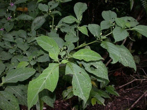 Lycianthes heteroclita 8