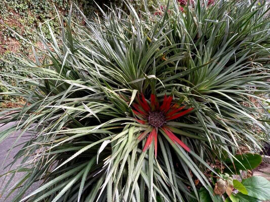 Fascicularia 8