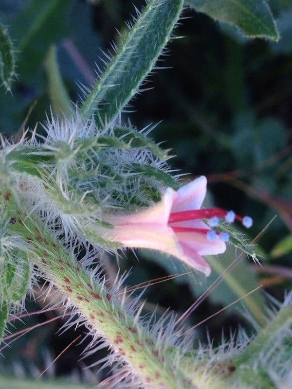 Echium asperrimum 24