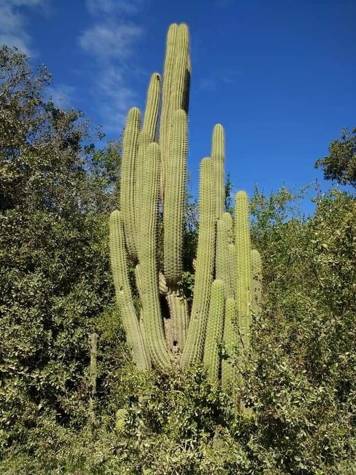 Cactus organo 19