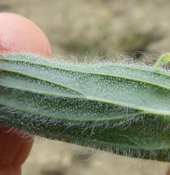 Trichostema lanceolatum 14
