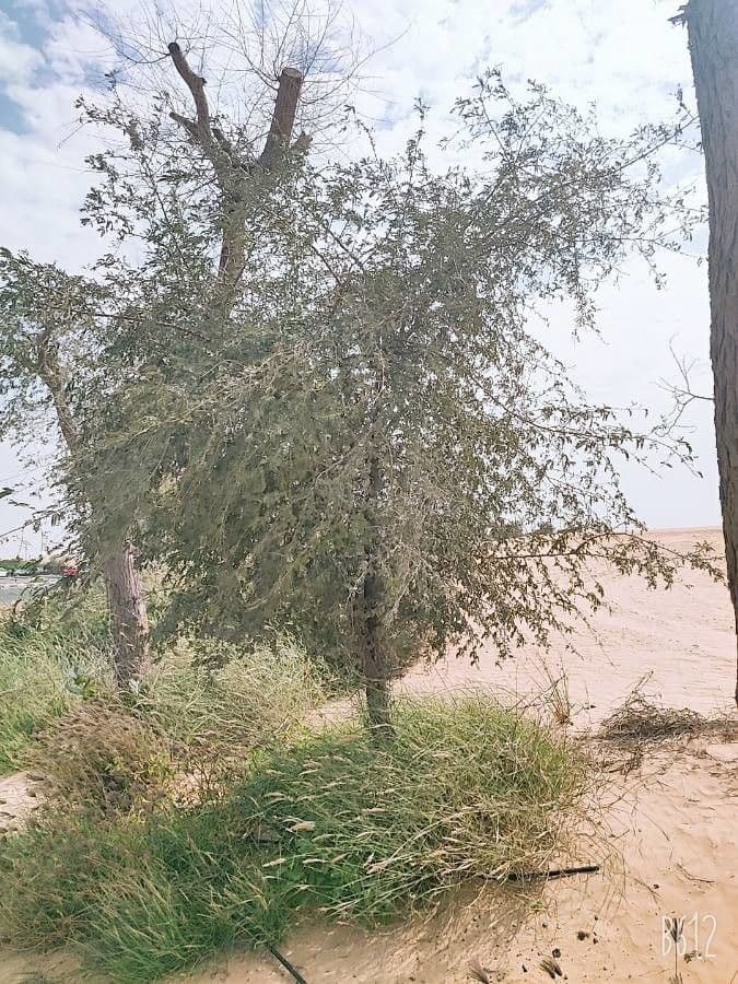 Prosopis 5