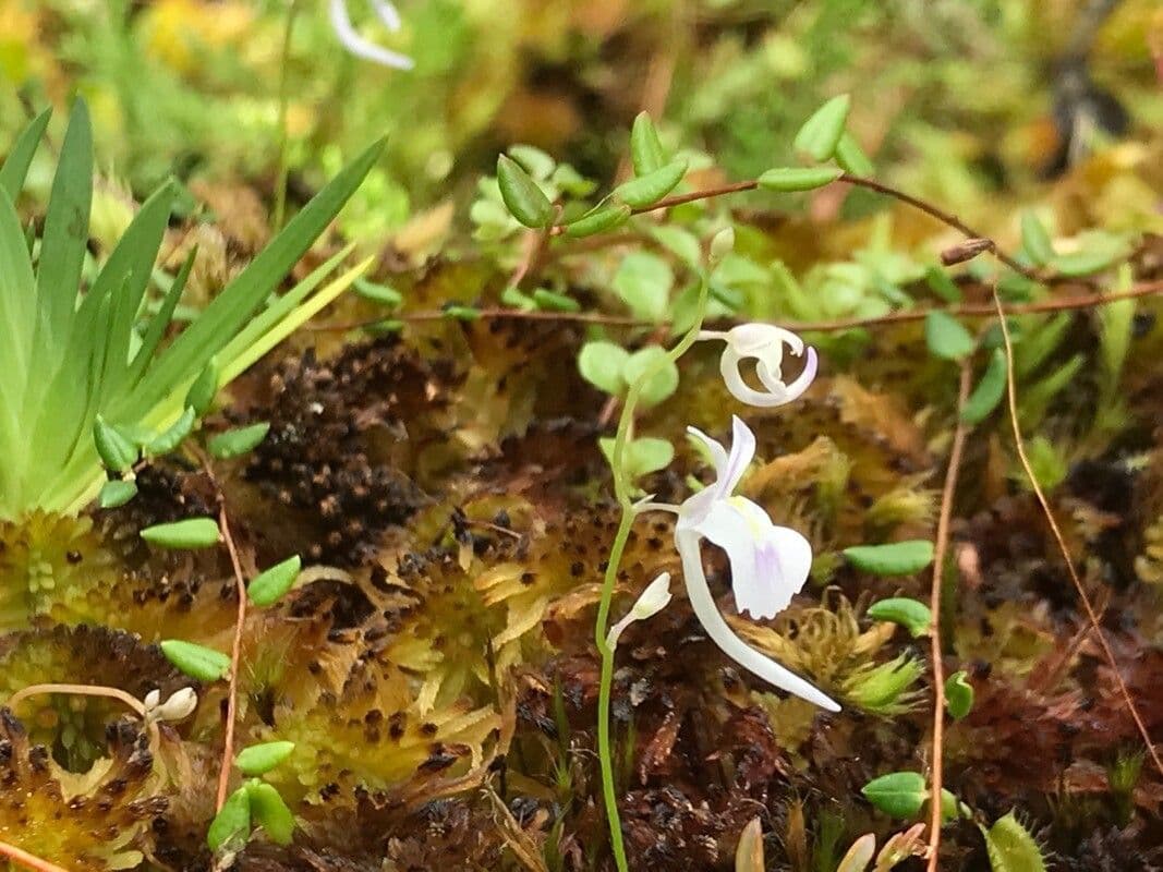 Utricularia