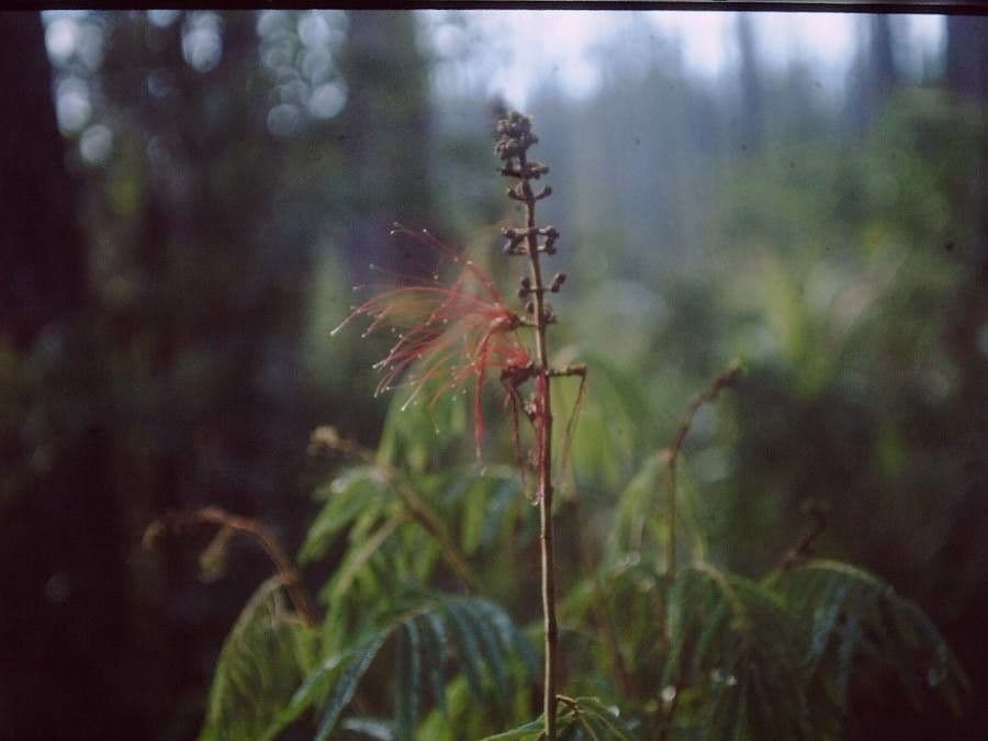 Calliandra 4
