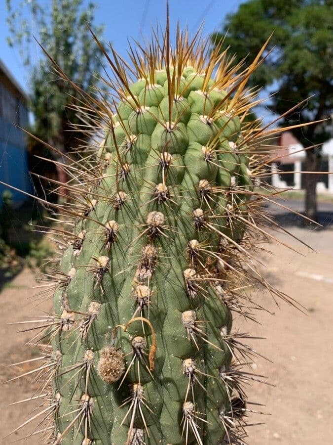 Browningia 12