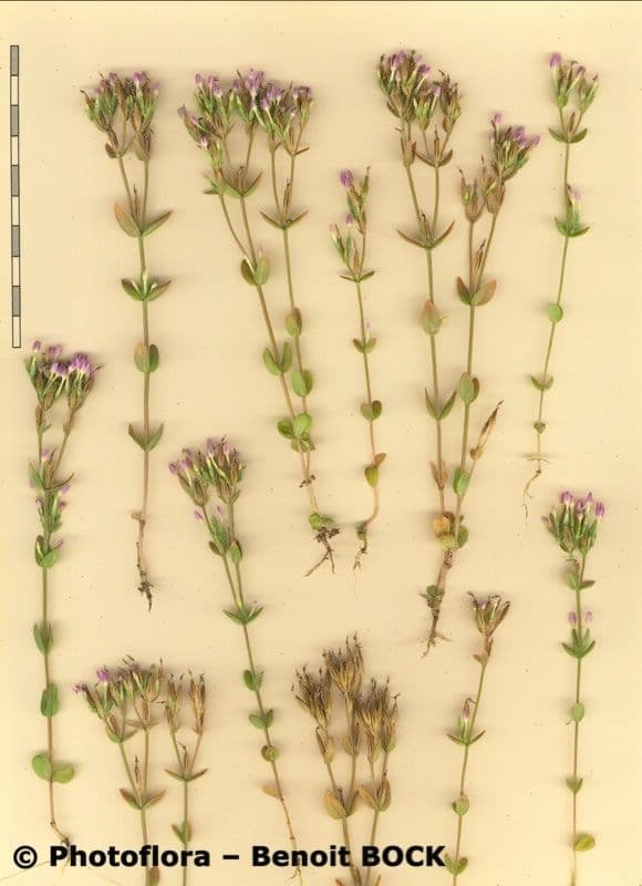 Centaurella tenuiflora 22