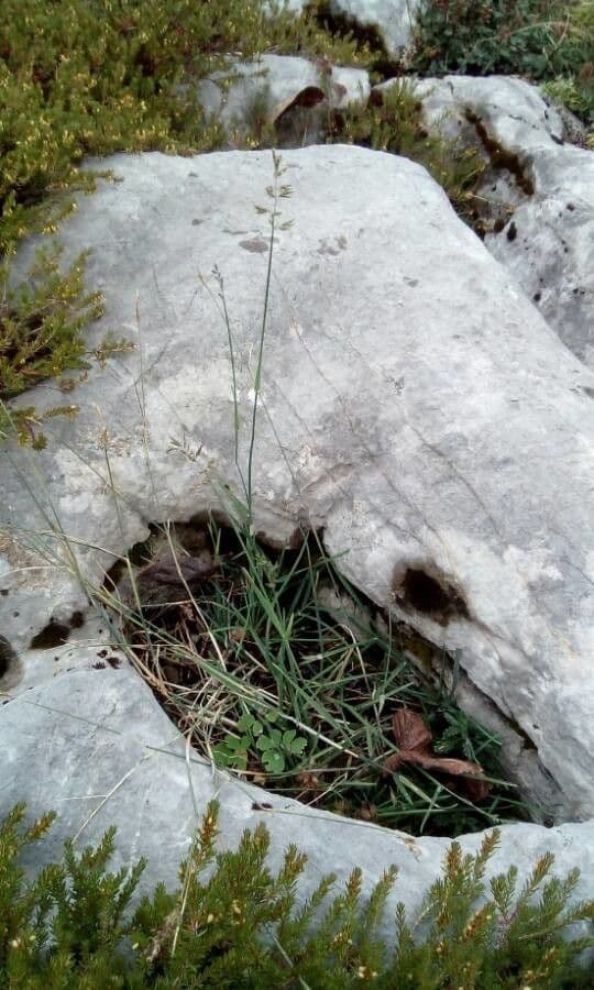 Blaugrüne Grannen-Rispengras 13