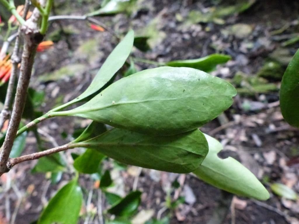 Amyema 11