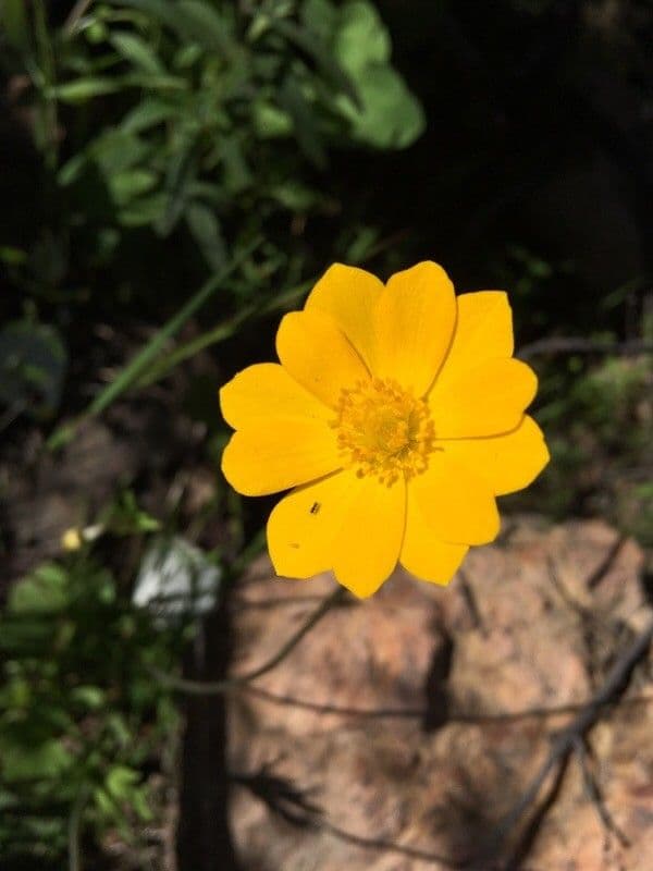 Anemone palmata 6