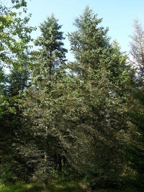 Abete di Engelmann 12
