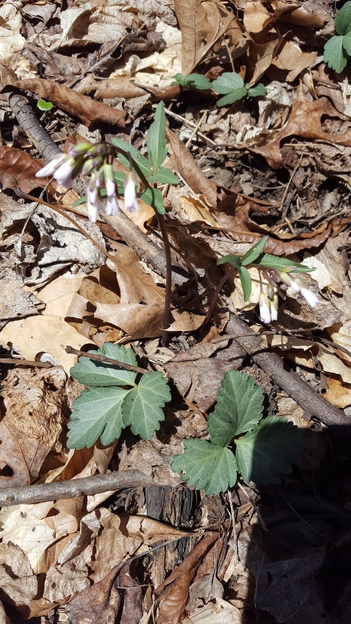 Cardamine angustata 4