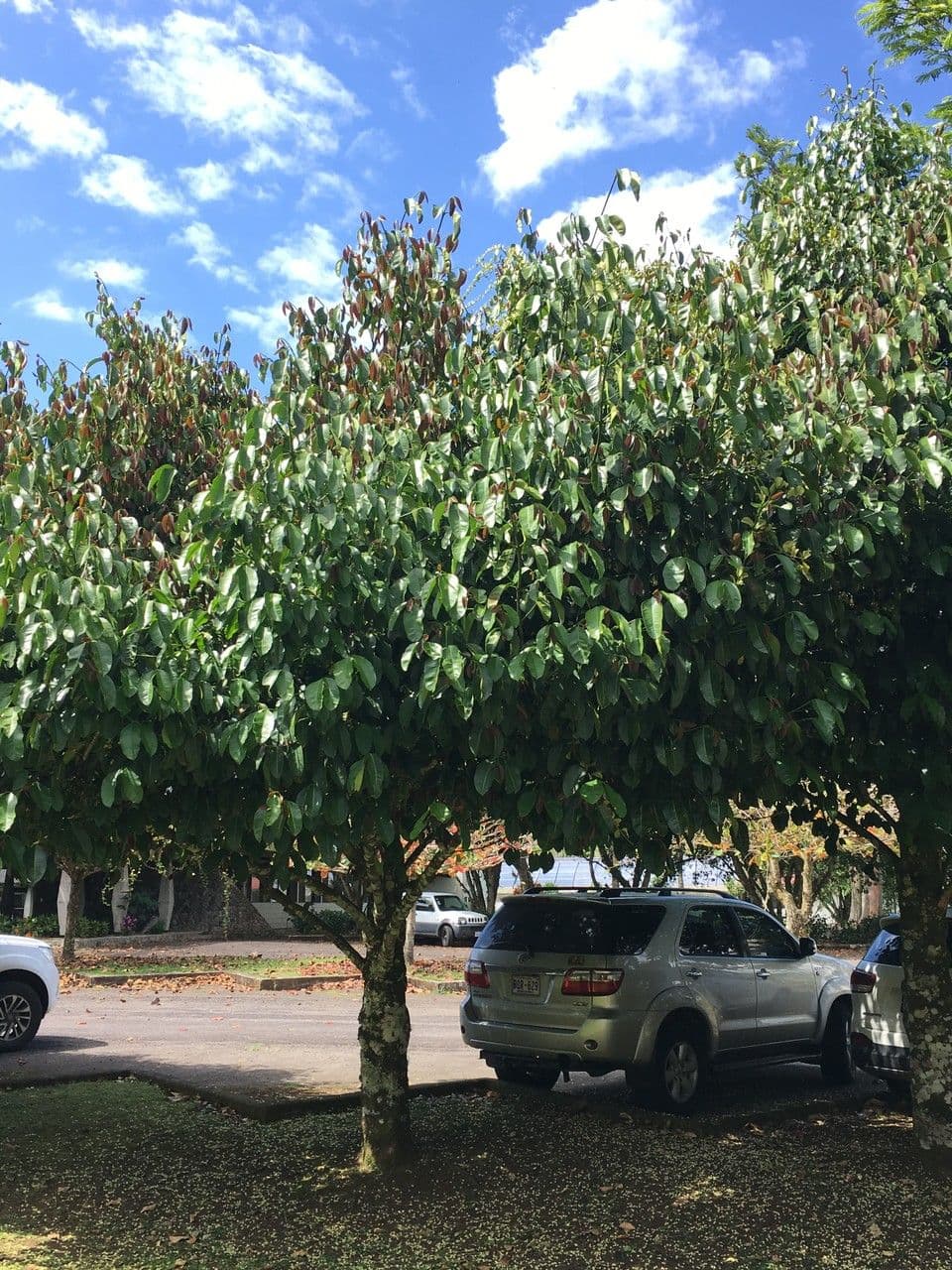 Garcinia 18