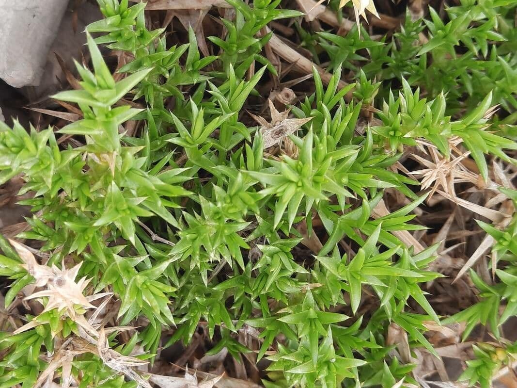 Drypis spinosa 7