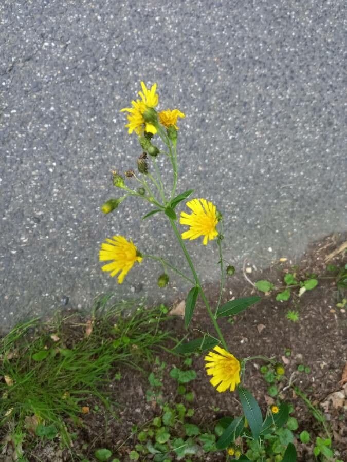 Lachenals Habichtskraut 14
