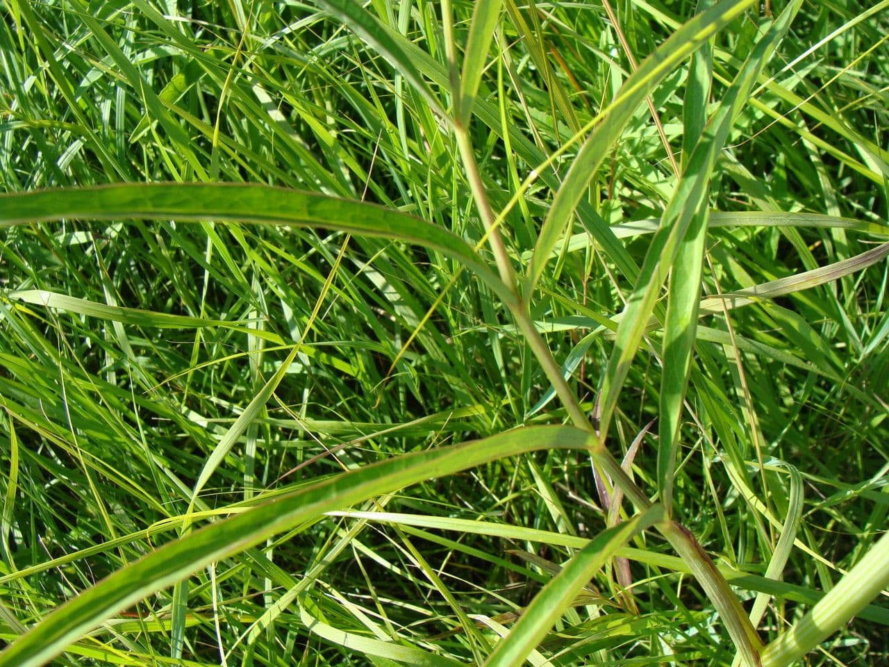 Oxypolis rigido 7