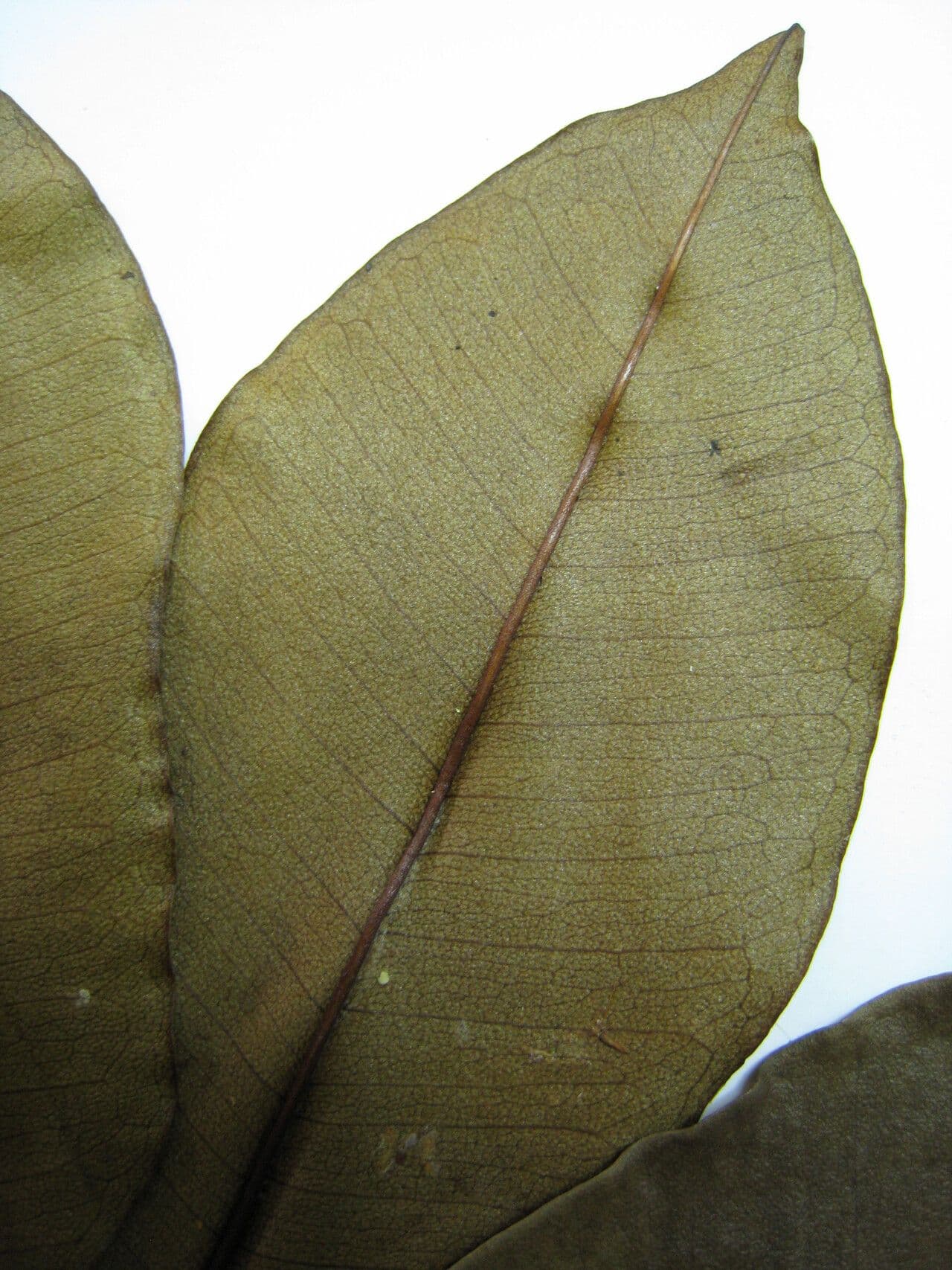 Manilkara 5