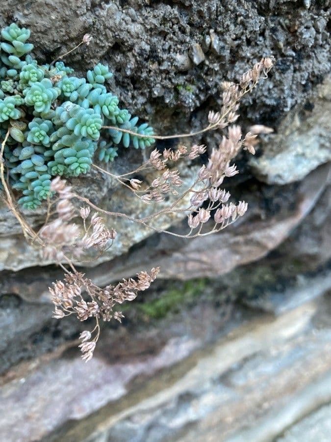 Borracina cinerea 4