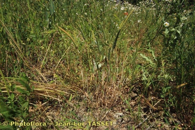 Phleum paniculatum 5